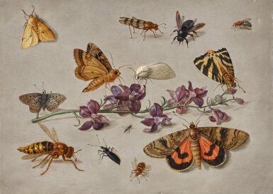 Sprig of Larkspur with Butterflies, Moths, and a Wasp