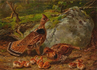 Ruffed Grouse