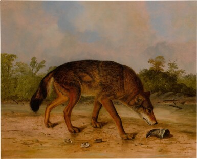 Red Wolf or Texas Wolf