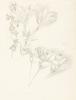Two floral still lifes