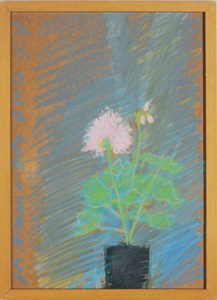 Geranium