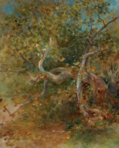 Tree and Leaves, Comfort Lodge, Florida