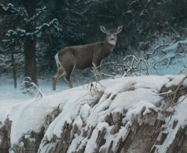Mule Deer