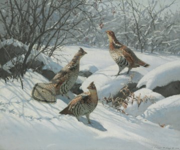 Grouse in Fresh Snow