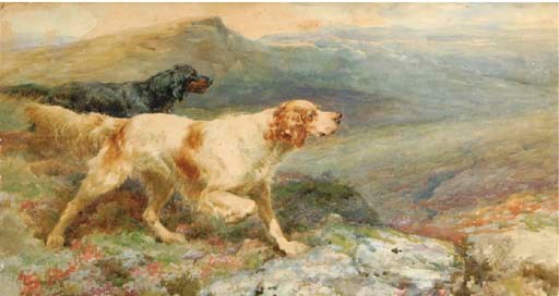An English and a Gordon Setter on the point