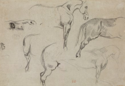 Studies of a horse