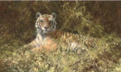Tiger haven