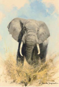 Charging elephant