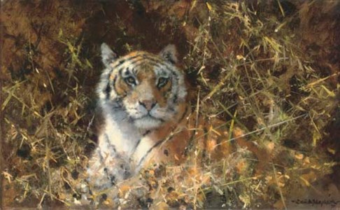 Tiger at rest