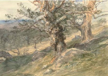 Gnarled oaks in Bolton Park, Yorkshire