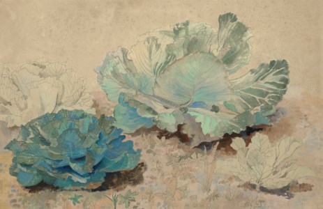 Cabbages