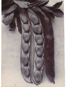 Bean Longpod, c.1900