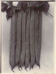 Dwarf Bean Masterpiece, c.1900