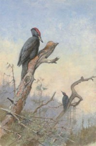 Great Black Woodpecker
