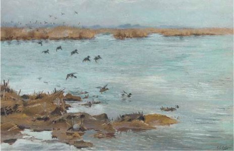 Mallard flying in