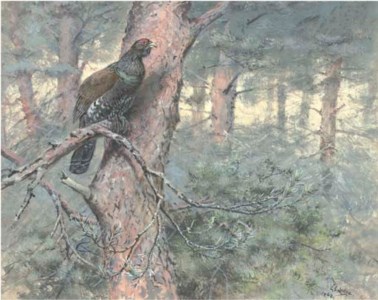 Capercaillie, on Scots Pine