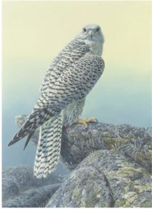 A Gyr Falcon perched on a lichen covered rock