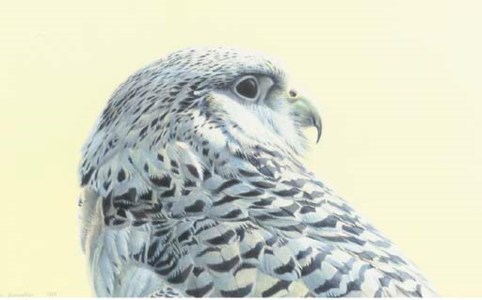 Head of a Gyr Falcon
