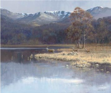 Red Deer, Loch Morlich, Cairngorms