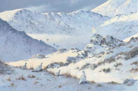 Ptarmigan - Glen Clunie