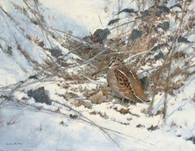 Woodcock in the snow