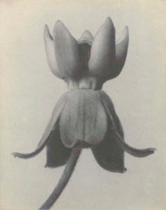 Asclepias Syriaca, Silkweed, c. 1920