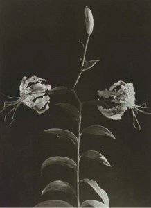 Day Lilies, c. 1932-1935