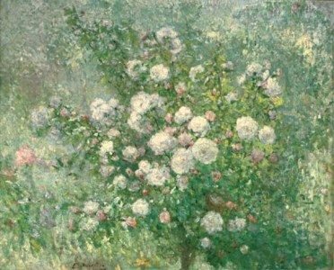 A white rose bush