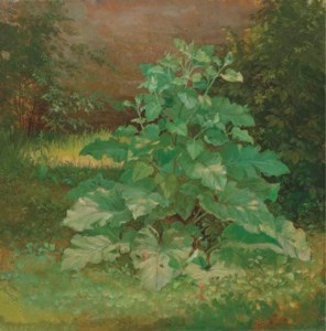 Burdock Plant