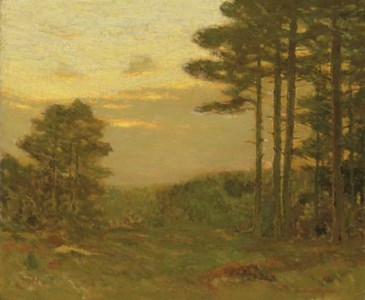 Pine Trees at Dusk