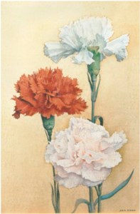 Carnations