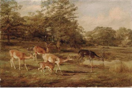 Stags and hinds