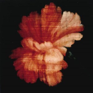 Dianthus