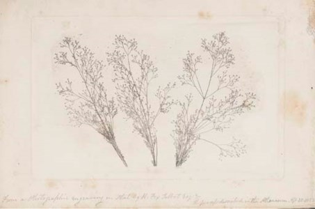 Graminée du midi de la France -- Three Stems of Grasses, 1852-57