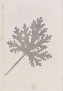 Scented Geranium Leaf with superimposed gauze/crape pattern; Fern; Stem of grass, 1852-57