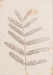 Studies of foliage, 1852-57