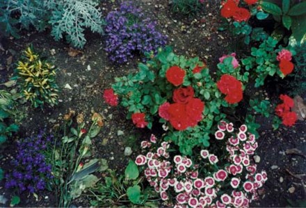 Untitled (Alice B. Toklas and Gertrude Stein's grave)