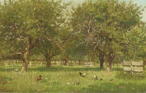 Chickens in an orchard