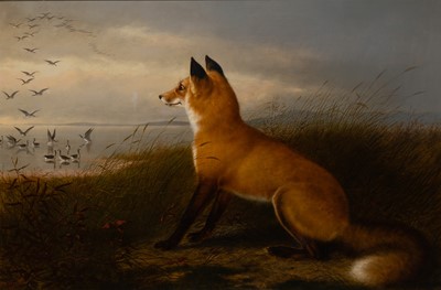 A Fox Hunts in a Marsh