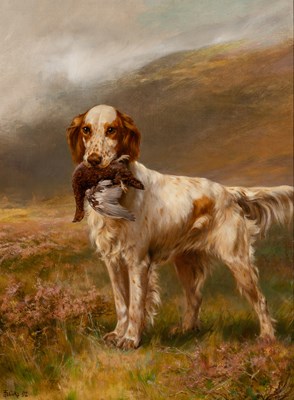 A Setter on a Moor,