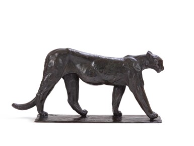 Puma mâle