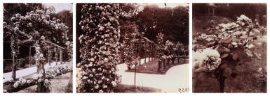Selected Images of Roses, Parc Bagatelle (3 Photographs)