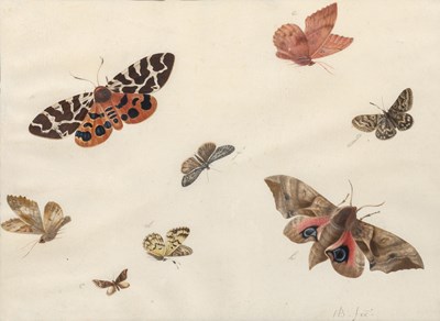 Studies of Eight Different Moths