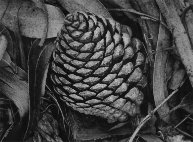'Pine Cone and Eucalyptus Leaves'