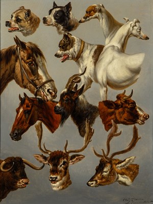 Animal Studies