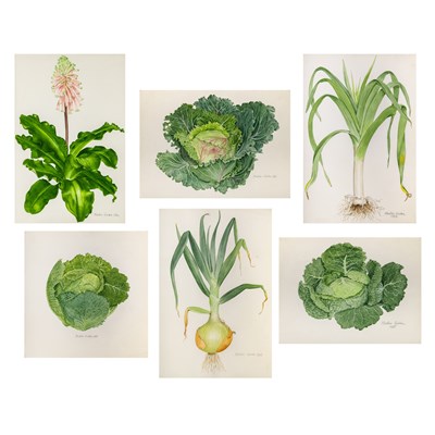 Group of Botanical Paintings