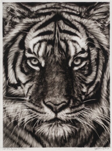 Study of Last Tiger