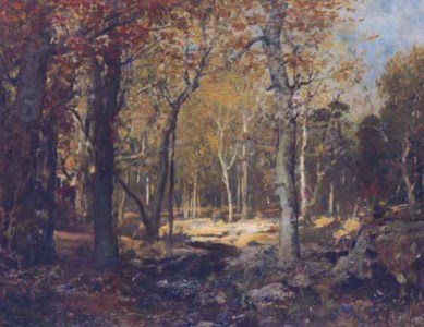 Sunlit clearing
