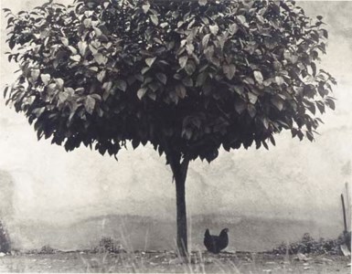 Sud de la France, 1950