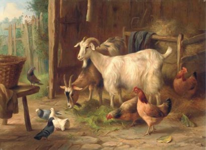Goats, chickens, pigeons and a dove in a barn